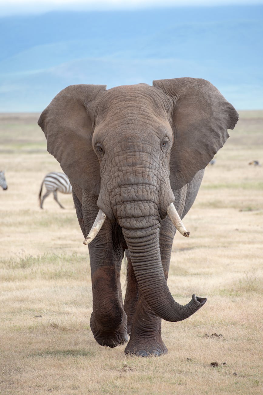 an elephant walking on a grass field