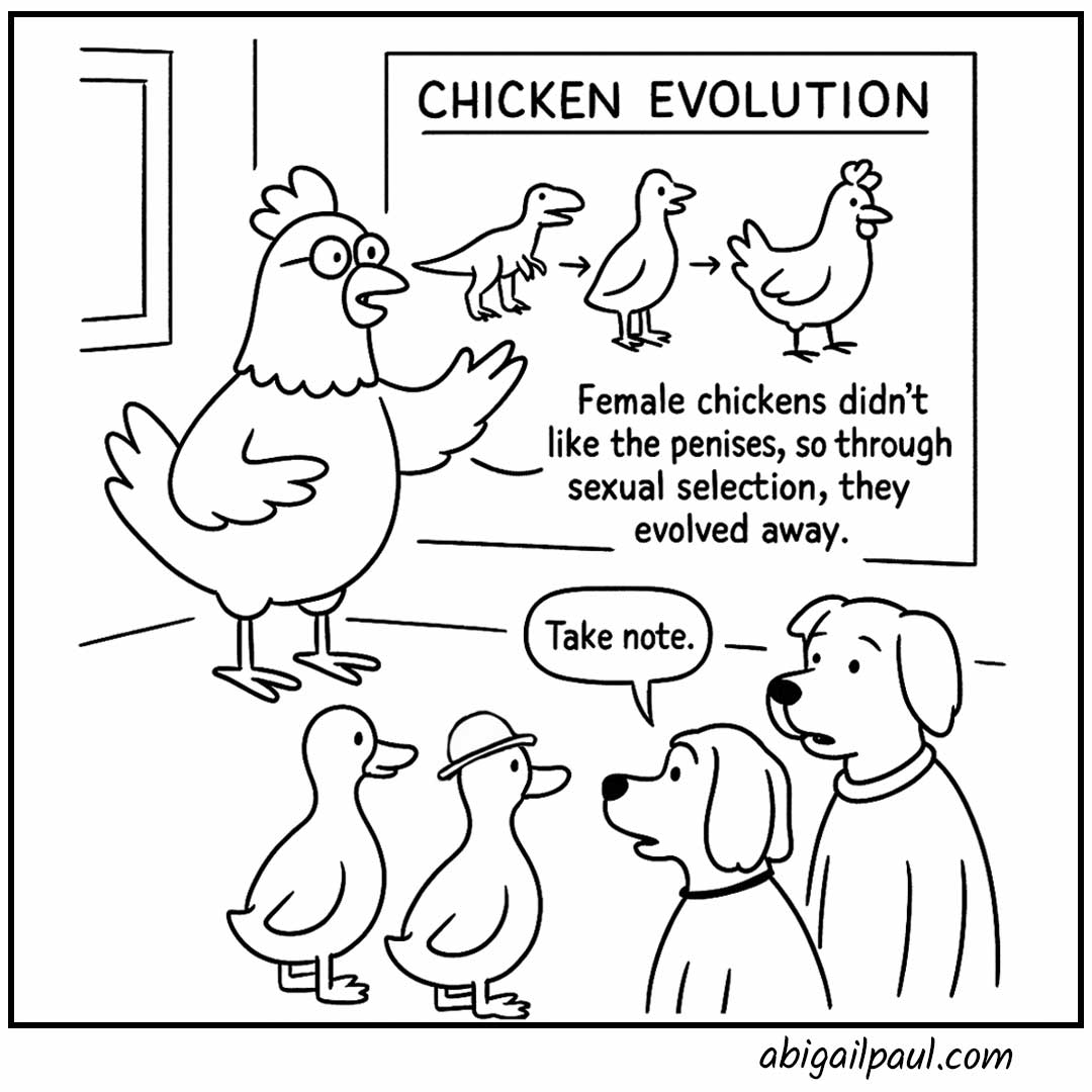 Comic showing a person explaining "Chickens don't like penises. Most species with penises use them violently. So chickens evolved them away." Another person responds "Why can't humans do that?"